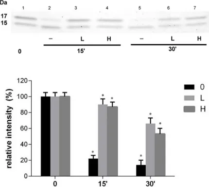 Fig 6. The αDG (613–651) peptide modulation of MMP-2 catalysis. Dependence on the α-DG(613–651) peptide concentration of k cat (panel A), K m (panel B) and k cat /K m (panel C) for the enzymatic processing of the fluorogenic peptide by whole MMP-2 (o) and 