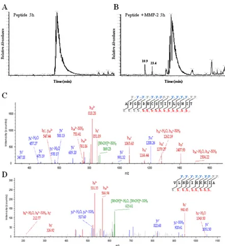 Fig 8. LC-MS/MS analysis of the (613–651) peptide incubated with MMP-2. Chromatographic profiles of the (613–