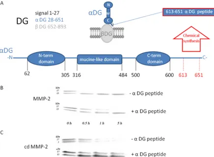 Fig 2. The αDG (613–651) peptide affects the degradation of αDG (483–628) peptide (Panel A) Aminoacidic sequences associated with each subunits of murine DG and its schematic representation