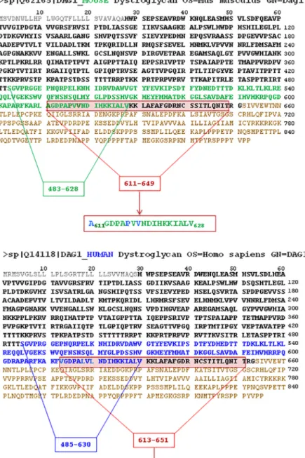 Fig 3. Comparison between the amino acid sequence of murine (upper panel) and human (lower panel) DG (according to Swiss-Prot database)