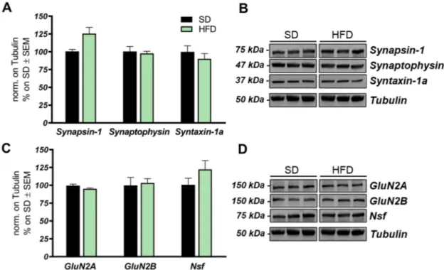 Figure 6. Expression levels of pre- and postsynaptic proteins in HFD-fed mice hippocampi
