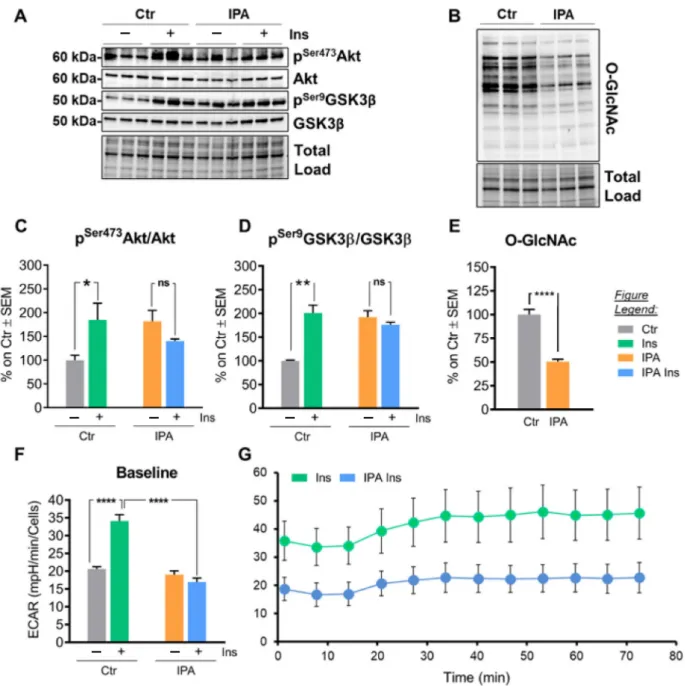 Figure 7. Insulin and palmitic acid (IPA) treatment in SHSY-5Y neuroblastoma cells lead to insulin resistance and reduced  protein O-GlcNAcylation