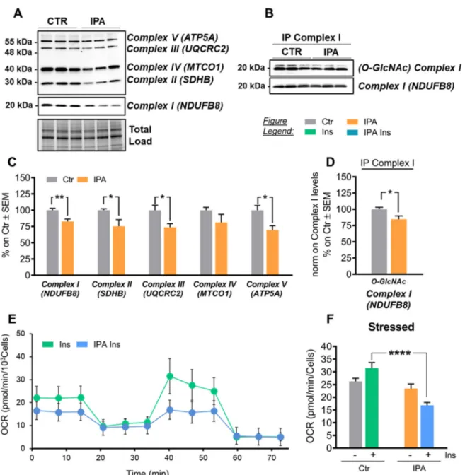 Figure 8. IPA treatment in SHSY-5Y neuroblastoma cells promotes mitochondrial dysfunction