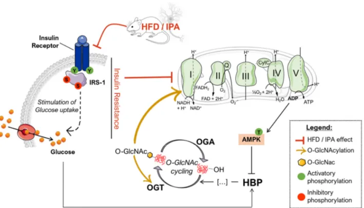 Figure 9. Proposed scenario of the altered mechanisms driven by HFD/IPA treatment. According to our data, nutrient  overload results in defective insulin signaling both in HFD mice and IPA-treated SHSY-5Y cells, which translate into  re-duced glycolytic an