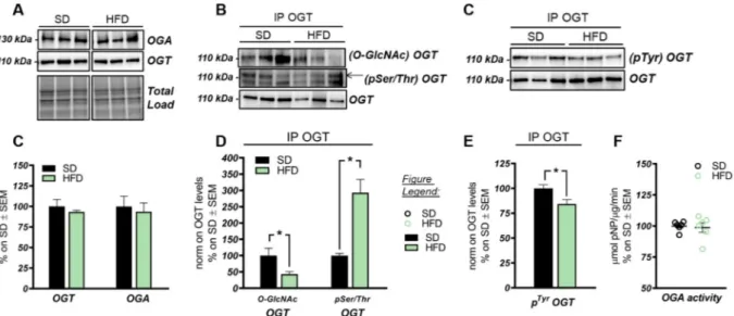 Figure 2. OGT/OGA functionality in the hippocampus of HFD mice. (A,C) OGT and OGA protein levels in HFD mice  hippocampi