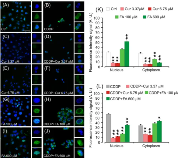 Figure 7.  Curcumin inhibits cell proliferation targeting STAT-3 phosphorylation. (A–J): Representative  images of PECA–PJ15 immunolabelled with antibody against pSTAT-3 (green fluorescence) and stained with  DAPI (blue fluorescence)