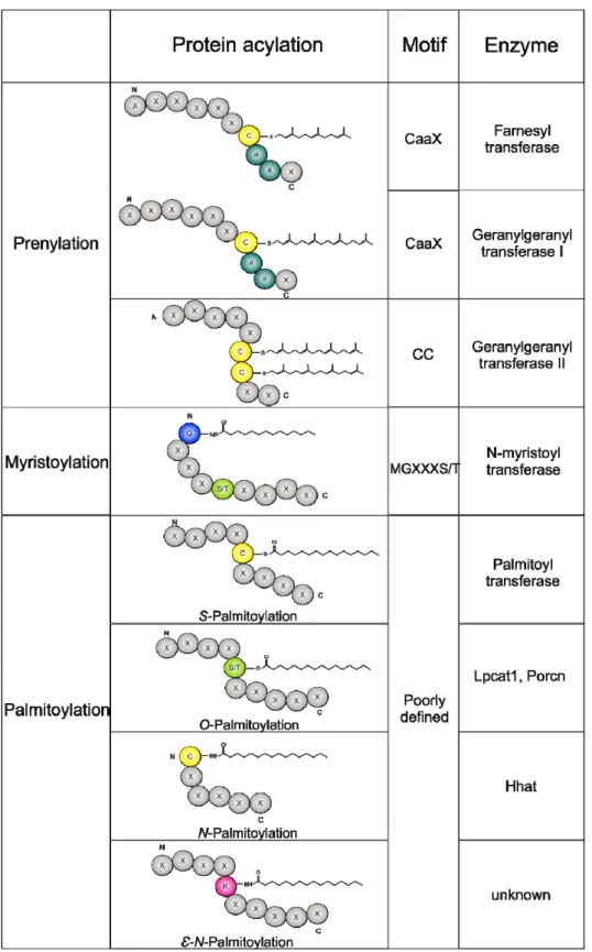 Figure 1. Lipid modifications. Prenylation, myristoylation, and palmitoylation are the most relevant  protein lipidation processes regulating the interaction of modified proteins with cellular membranes