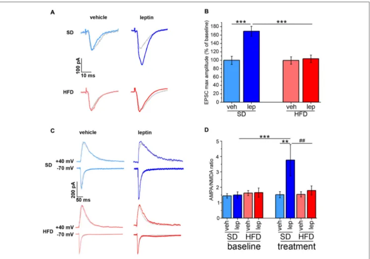 FIGURE 2 | HFD mice are resistant to potentiation of AMPA receptor-mediated evoked excitatory postsynaptic currents (EPSCs) by leptin