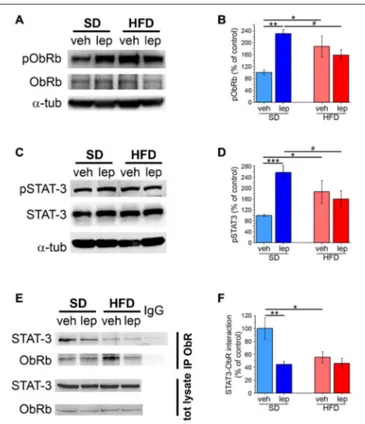 FIGURE 5 | The SOCS-3 inhibitory pathway is altered in HFD mice.