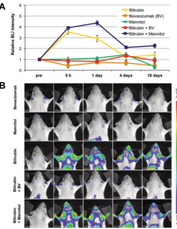 Figure 5. Effect of alteration of blood–brain barrier permeability. Before bilirubin administration,  MITO-Luc mice were pretreated with mannitol (3 mL of 25% mannitol/100 g body weight) or  bevacizumab (25 mg/kg body weight) and bioluminescence imaging an