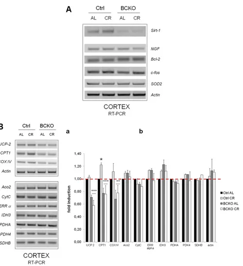 Fig. S2. (A) The cortical expression of some canonical CREB target genes is unaffected by CR and CREB deletion