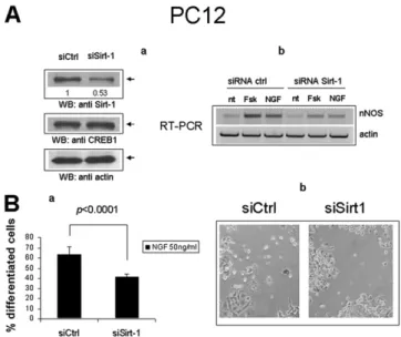 Fig. S4. Sirt1 knock-down inhibits induction of nNOS and differentiation of PC12 cells by NGF