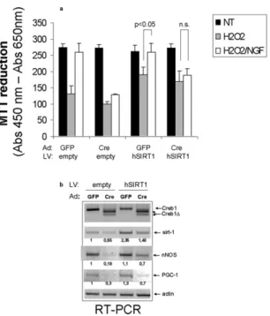 Fig. S5. Overexpression of human Sirt-1 does not rescue cell protection by NGF in CREB-de ﬁcient neurons