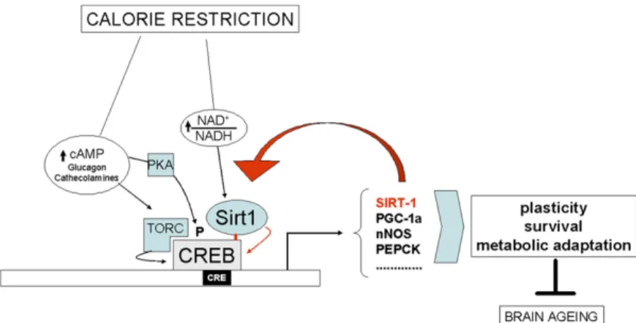 Fig. S7. Role of CREB and Sirt-1 in brain response to calorie restriction. Model depicting multiple mechanisms whereby reduced nutrient intake activates CREB;