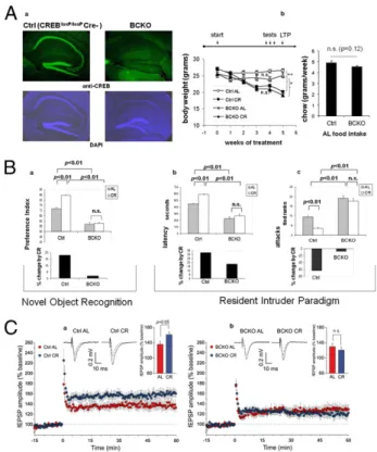 Fig. 1. Impaired brain response to calorie restriction in mice lacking neu- neu-ronal CREB