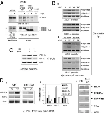 Fig. 4. Sirt-1 promotes CREB-dependent gene expression. (A) Forskolin-in- Forskolin-in-ducible physical association of CREB with Sirt-1 in PC12 cells