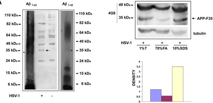 Figure 4. APP-F35 is a soluble oligomer of Ab peptides. (A) A pool synthetic Ab 1-42 oligomers and lysates of mock-infected and HSV-1 infected cells were subjected to SDS-PAGE and western blot analysis with 4G8 antibody
