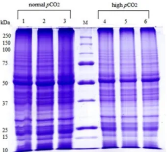 Figure 1.  1D-SDS PAGE of proteins from leaves of three biological replicates of Cymodocea nodosa living in  normal (lanes 1,2,3) and in high (lanes 4,5,6) pCO 2  environments in Vulcano Island