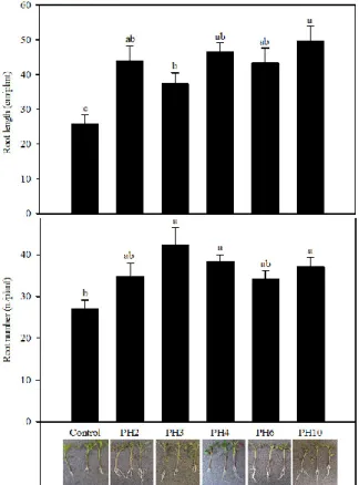 Figure 1. Root length and number of tomato plants as affected by foliar treatment (quick dipping)  of tomato cuttings with vegetal-derived protein hydrolysates (PH2, PH3, PH4, PH6, PH10)