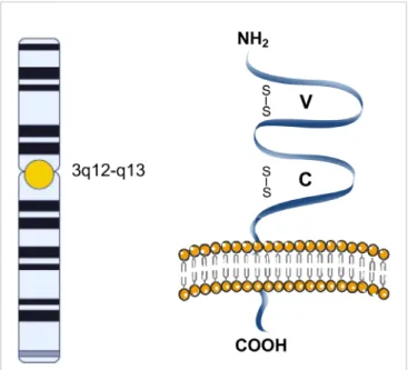 FIGURE 1 | Schematic representation of CD200. The CD200 glycoprotein has two extracellular like Immunoglobulin domains formed by disulﬁde bonds, one variable (V) and one constant (C), a single transmembrane region, and a cytoplasmic tail.