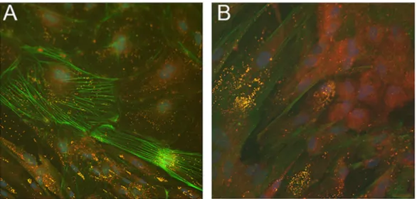 Figure 7. Neutral lipid storage in LDs of mesodermal cells from NLSDM embryoid bodies (EBs)