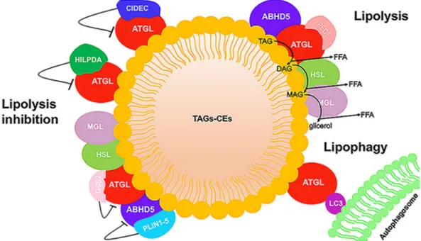 Figure 4. LD schematic representation. LDs have a core composed of triacylglycerol (TAG) and  cholesteryl ester (CE), surrounded by a phospholipid monolayer