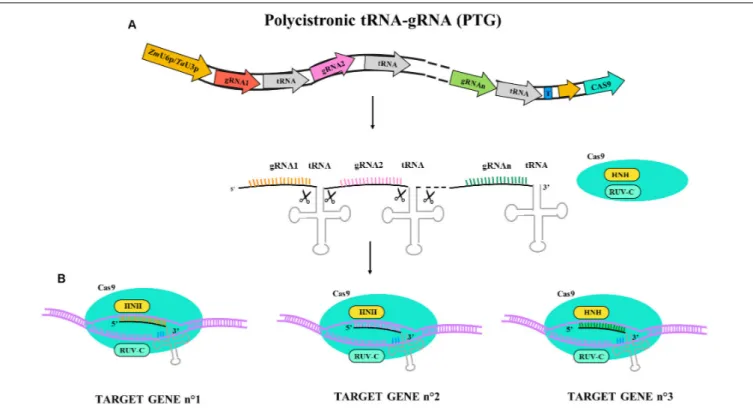 FIGURE 2 | Illustrative diagram of polycistronic tRNA-gRNA (PTG) gene construct and targeting activity for Cas9