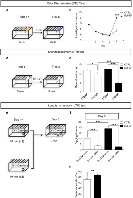 Figure 2.  ELFEF exposure results in improved odor memory. (a) Experimental design for odor discrimination  test