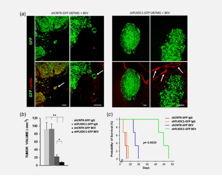 Figure 4. Inhibition of PLXDC 1 expression in U87MG cells prevents bevacizumab-induced inﬁltrative growth of brain xenografts