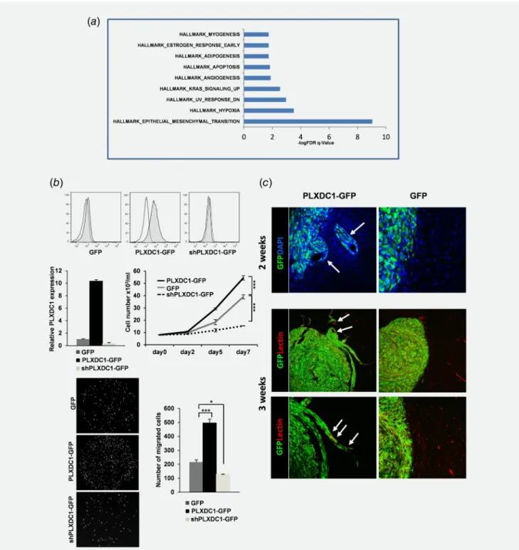 Figure 3. Molecular changes elicited by bevacizumab in vivo on U 87MG cells and effects of PLXDC1 over-expression