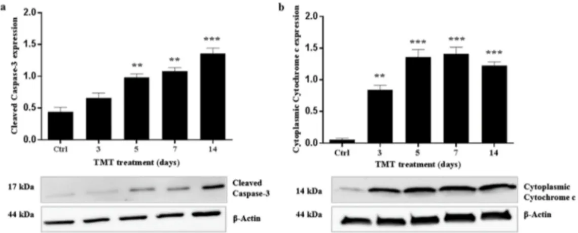 Figure 7. Increased cleaved Caspase-3 and cytoplasmic Cytochrome c expression levels in the rat hippocampus after TMT treatment