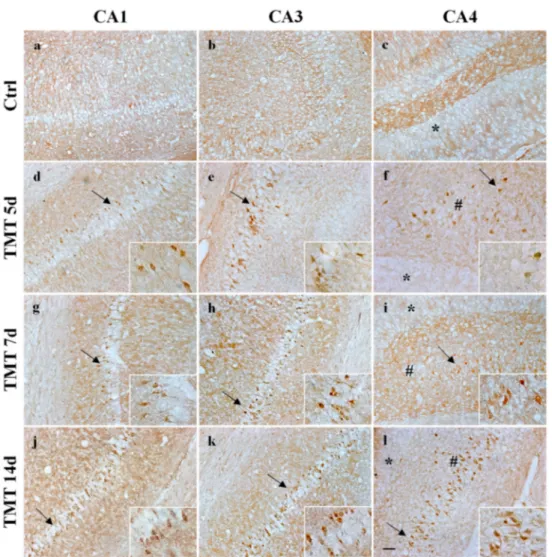 Figure 8. Immunohistochemical labeling of cleaved Caspase-3 in the rat hippocampus after TMT treatment is shown