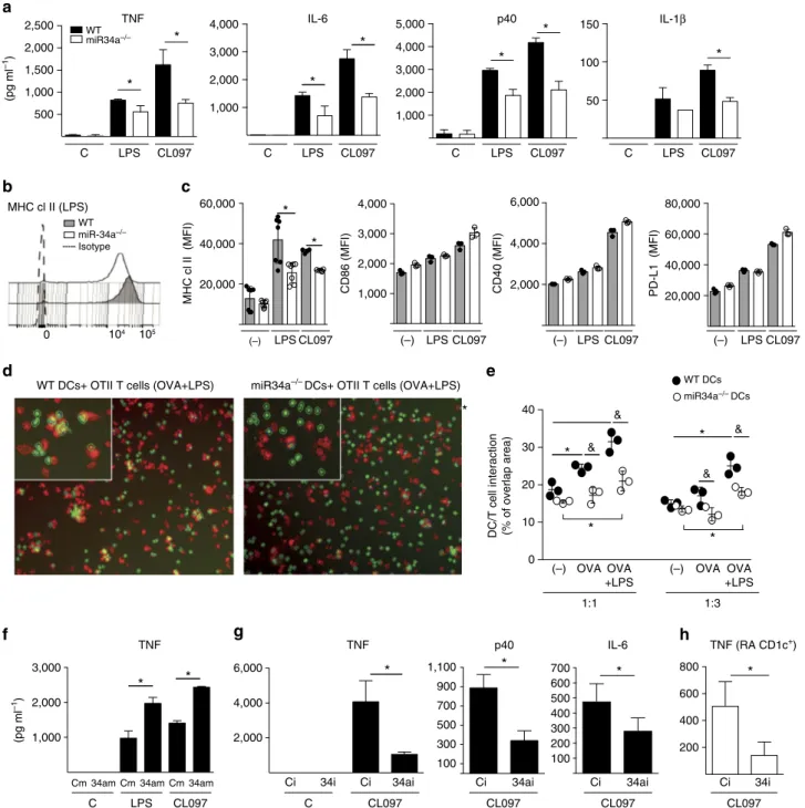 Figure 4 | MiR-34a drives DC activation. (a) miR-34a  /  DCs show reduced production of pro-inﬂammatory cytokines