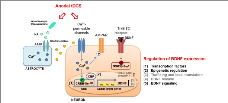 FIGURE 1 | Schematic representation of molecular cascades involved in anodal transcranial direct current stimulation (tDCS)-induced enhancement of synaptic plasticity and memory, in animal models