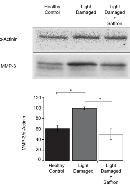 Figure 4. Western blot analysis of MMP-3 protein level in control, untreated and saffron treated light  damaged retinas