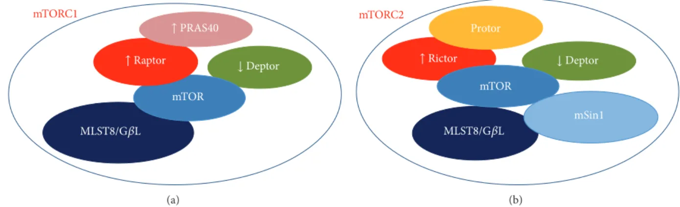Figure 1: Schematic representing the molecular partners of mTOR forming (a) mTOR complex 1 (mTORC1) and (b) mTOR complex 2 (mTORC2)