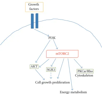 Figure 3: Schematic representing the main intracellular targets as well as the main cellular processes regulated by mTORC2.