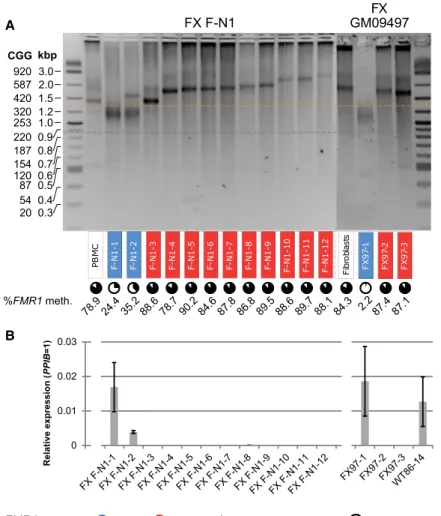 Figure 3. UFM-Like Clones and Altered Silencing Threshold in iPSCs Derived from FXS Patients