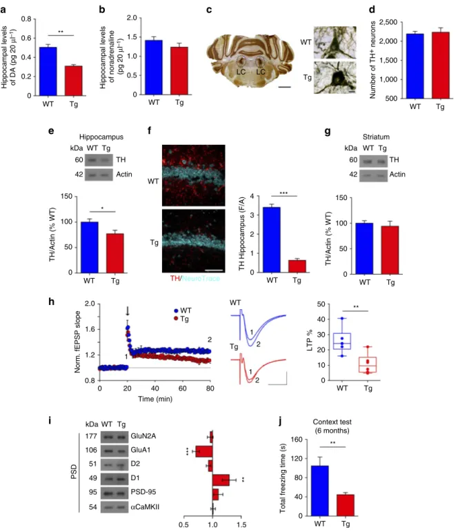 Figure 4 | Six-month-old Tg2576 mice show reduced DA outﬂow in the hippocampus and synaptic plasticity and memory deﬁcits