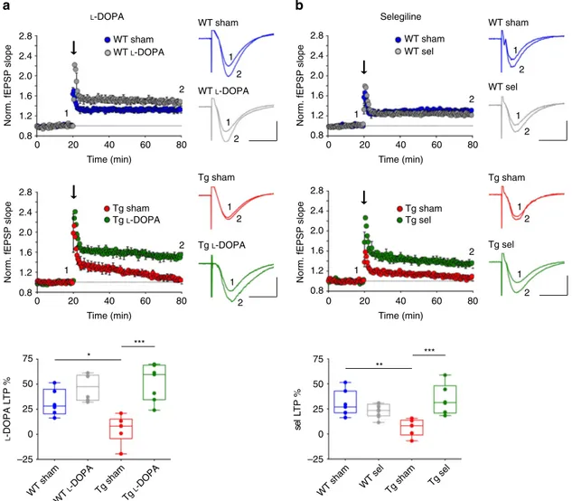 Figure 5 | Sub-chronic L -DOPA or selegiline treatment rescues CA3-to-CA1 plasticity deﬁcits in 6-month-old Tg2576 mice