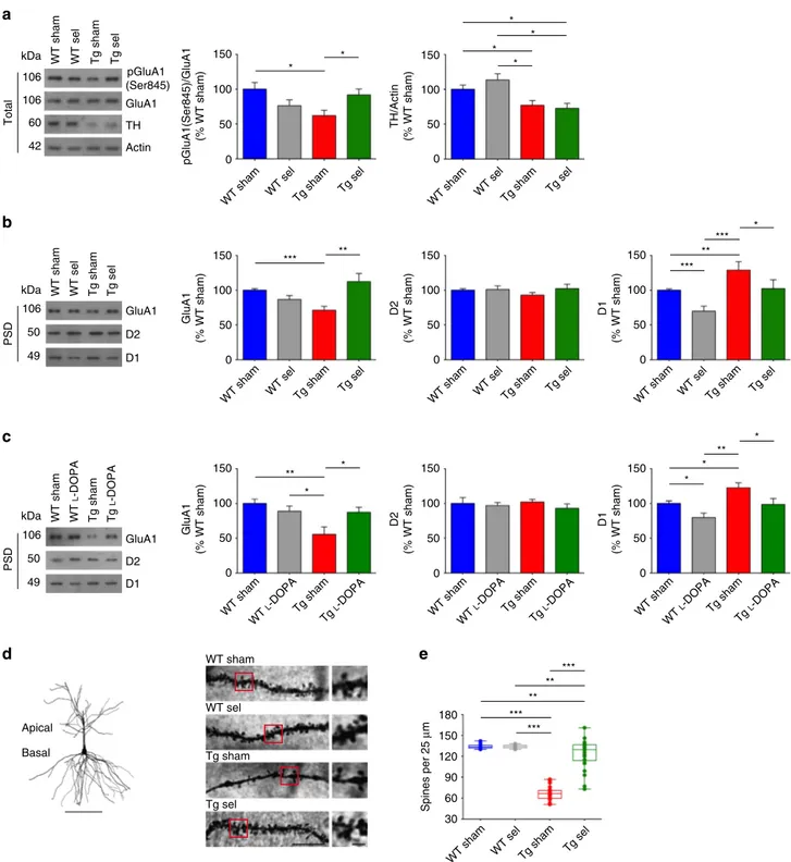 Figure 6 | Sub-chronic selegiline or L -DOPA treatment rescues hippocampal PSD composition and dendritic spine density in Tg2576 mice