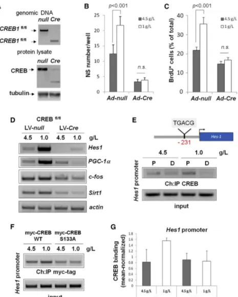 Figure 3. Direct Regulation of Hes-1 Ex- Ex-pression by CREB in NSCs