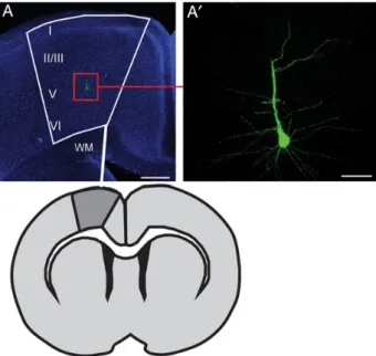Figure 1. Localization of Layer V pyramidal neurons in the mouse M1. (A) Schematic and low-magni ﬁcation pictures showing the localization of recorded and then biocytin-ﬁlled neurons (red square) in a 275-μm coronal section  Nissl-counterstained in the mot