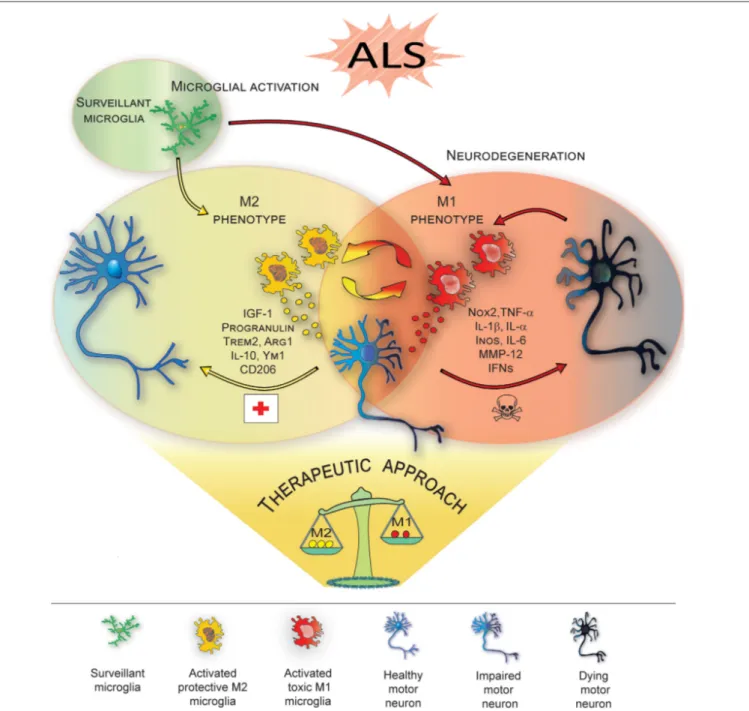 FIGURE 1 | M1/M2 microglia polarization during amyotrophic lateral sclerosis (ALS)-induced motor neuron degeneration