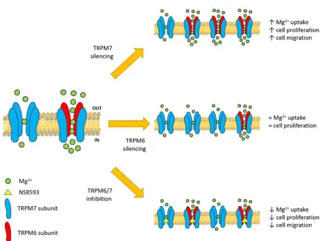 Figure 6.  Suggested  model for  the  role  of TRPM6  in intestinal Mg  absorption.  Colon cancer  cells  express both TRPM7 and TRPM6, which can assemble into functional homomers or heteromers at the  plasma membrane (left)