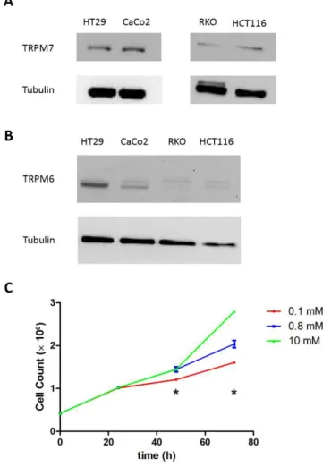 Figure 1. Human colon cells express both transient receptor potential melastatin type TRPM6 and  TRPM7 and depend on extracellular Mg availability for growing