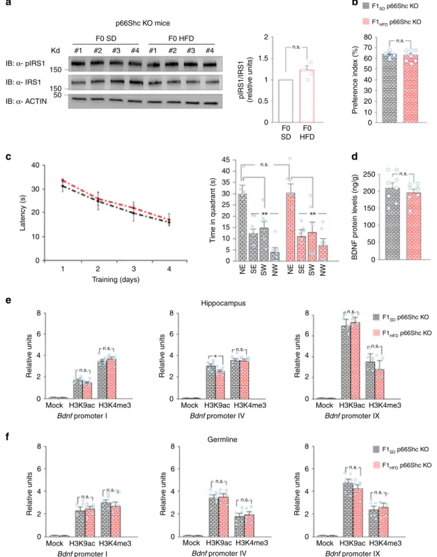Fig. 8 p66Shc de ﬁciency abolishes the maternal HFD-dependent effects on F1 cognitive functions