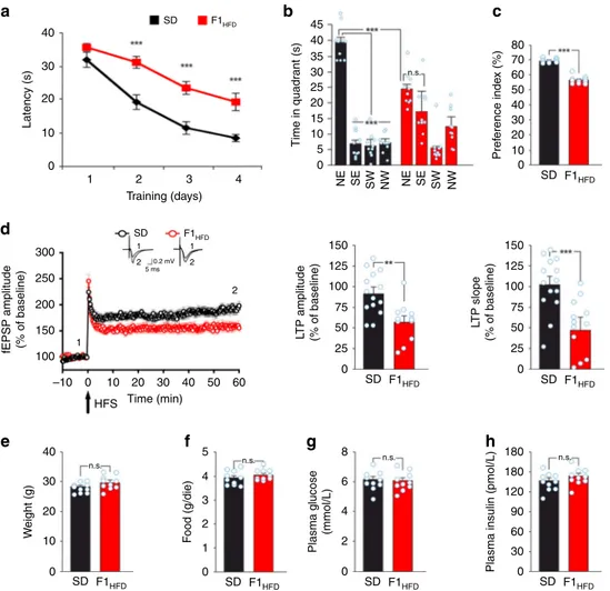 Fig. 2 Maternal HFD impairs hippocampal synaptic plasticity, learning, and memory. a Latency to reach the hidden platform in the MWM test for SD and F1 HFD mice (n = 10 mice derived from 6 to 7 litters for each group; statistics by unpaired Student’s t tes