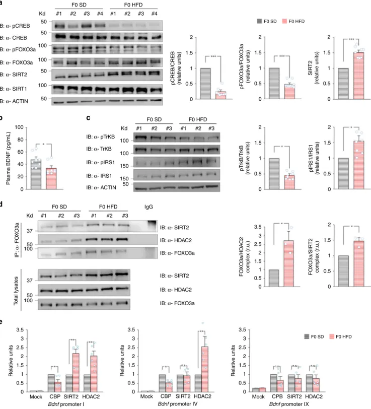 Fig. 6 HFD affects HAT/HDAC recruitment on Bdnf promoters in ovaries. a Immunoblots and bar graphs of both CREB Ser133 and FOXO3a Ser256 phosphorylation and sirtuin expression in the ovaries from F0 SD and F0 HFD female mice (n = 8 per group; statistics by