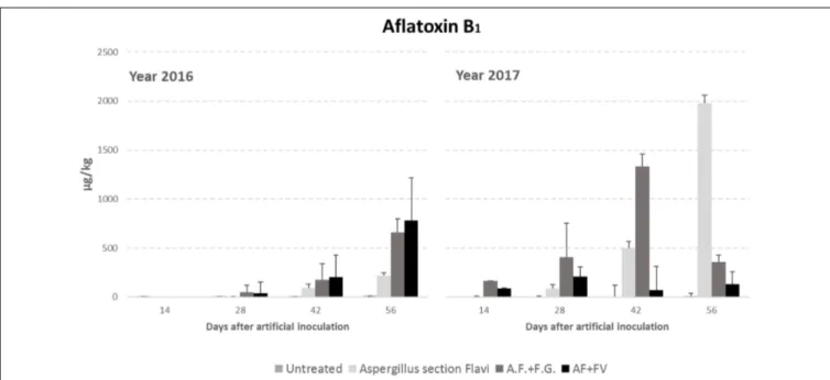 FIGURE 2 | Aflatoxin B1 content in maize ears without artificial fungal inoculation (untreated) and artificially inoculated with Aspergillus flavus, A